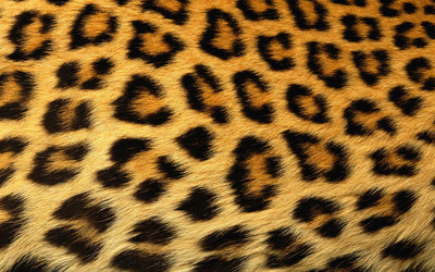 Leopard: Fashion's Most Powerful Print - WIN A SIGNED COPY!!